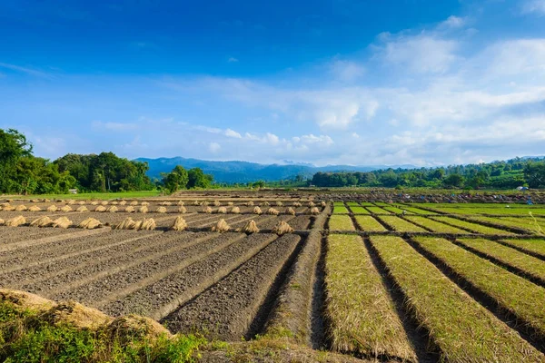 Landscape view of a freshly growing agriculture vegetable — Stock Photo, Image