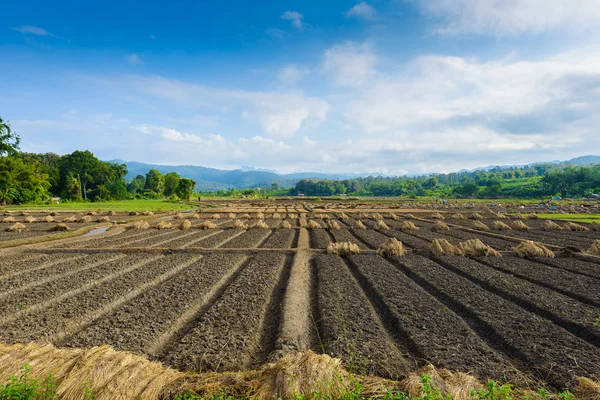 Landscape view of a freshly growing agriculture vegetable — Stock Photo, Image