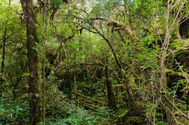 Ang Ka Luang doğa iz