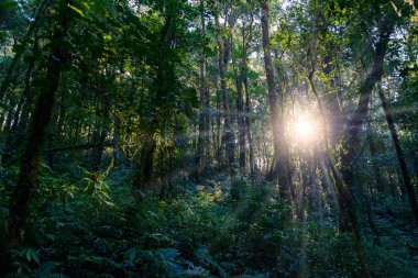 Ormanda lider Kew Mae Pan Trekking doğa iz iz 