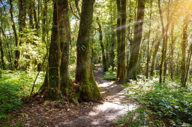 Ormanda lider Kew Mae Pan Trekking doğa iz iz 