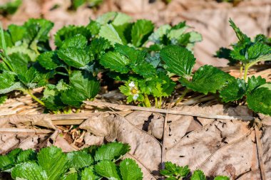 Çilek Çilek bir gruptaki satırlar