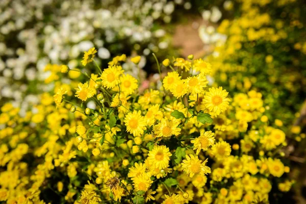 Chrysanthemum cultivation to produce water with chrysanthemum te — Stock Photo, Image