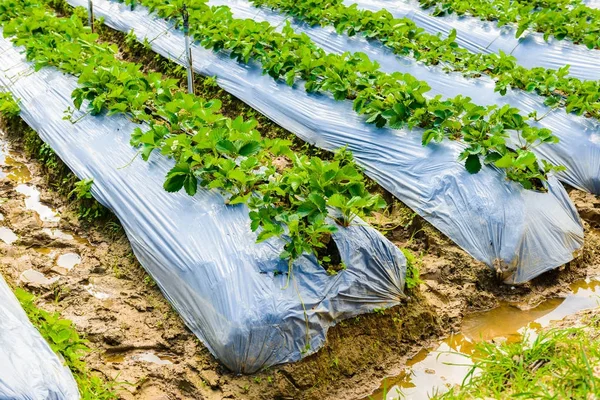 Beredning av marken för jordgubbar odling, jordgubbsland — Stockfoto