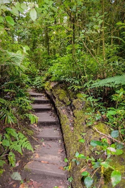 Kew Mae Pan Nature Trail Sendero de senderismo que conduce a través de la selva —  Fotos de Stock