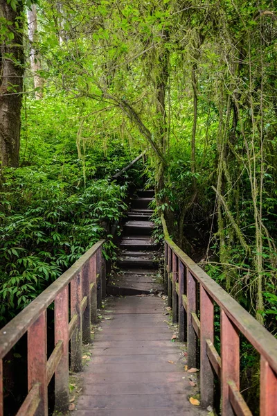 ジャングルの中をリード キュー メイ パン自然歩道トレッキング トレイル — ストック写真