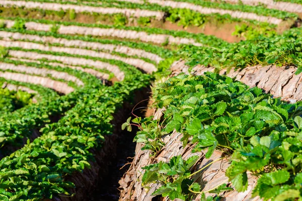 Rows of strawberries in a strawberry farm — Stock Photo, Image