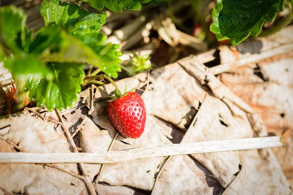 Rangées de fraises dans une ferme de fraises — Photo