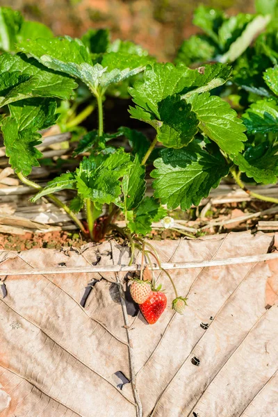 Rzędy truskawek w farmie truskawek — Zdjęcie stockowe