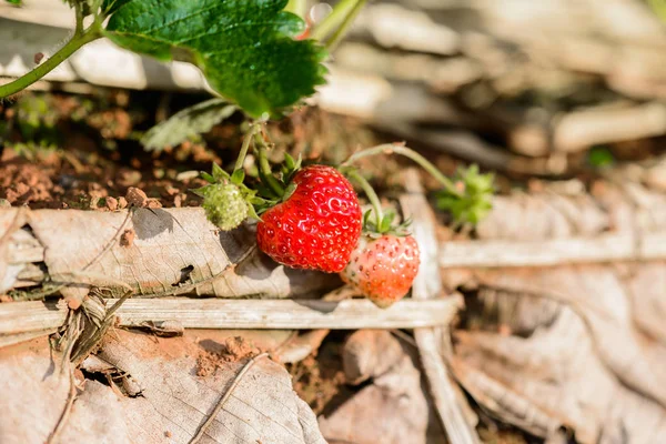 Rangées de fraises dans une ferme de fraises — Photo