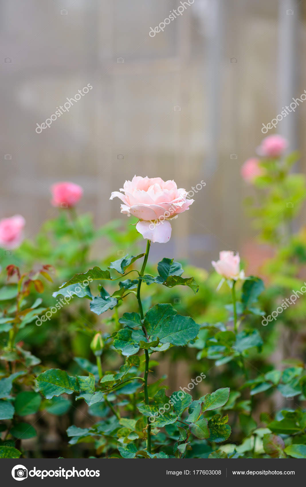 Rose With Buds In A Romantic Flower Garden Stock Photo