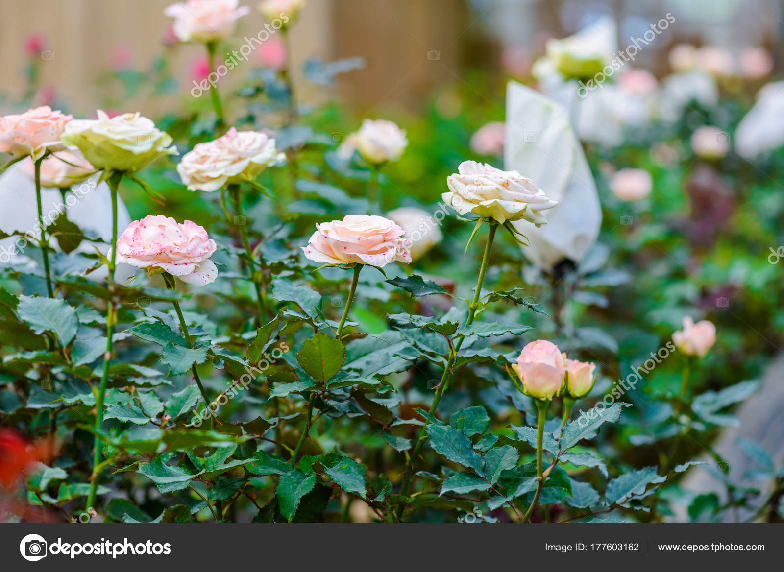 Rose With Buds In A Romantic Flower Garden Stock Photo