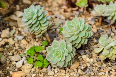 Echeveria / Echeveria cinsidir büyük çiçekli bitkiler TH