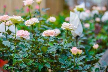 Gül tomurcukları romantik bir çiçek bahçesinde. 