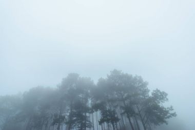 Güzel Çam ormanıyla sis ve gezgin