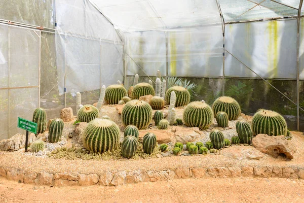 Grupo de muitas espécies de cactos em cascalho crescendo em estufa — Fotografia de Stock