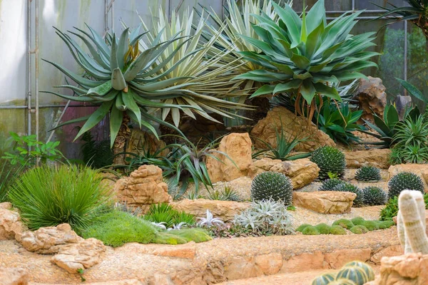 Grup serada büyüyen çakıl birçok kaktüs türlerinin