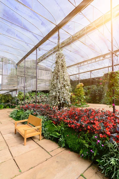 Espectáculo de plantas y flores de invernadero — Foto de Stock