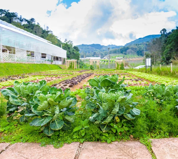 Vegetabiliska trädgård örter och grönsaker i formella på bakgården — Stockfoto