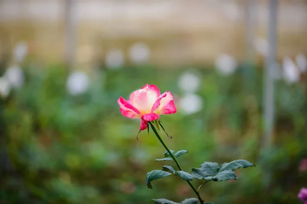 Rose mit Knospen in einem romantischen Blumengarten. — Stockfoto