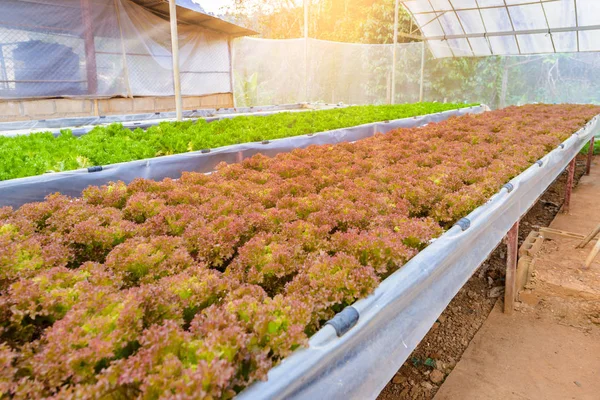 Vegetables growing with Hydroponic Gardening System.