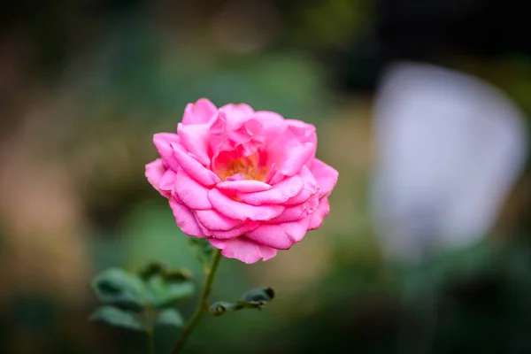 Rosa con brotes en un romántico jardín de flores . —  Fotos de Stock