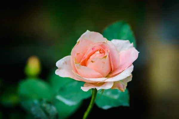 Rose mit Knospen in einem romantischen Blumengarten. — Stockfoto