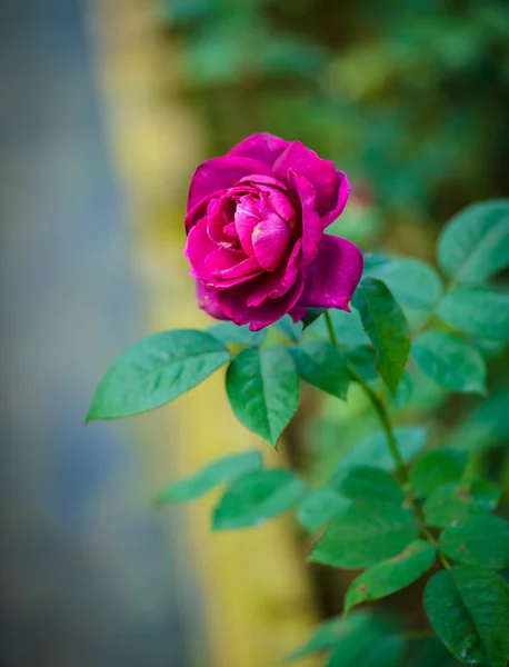 Rose mit Knospen in einem romantischen Blumengarten. — Stockfoto