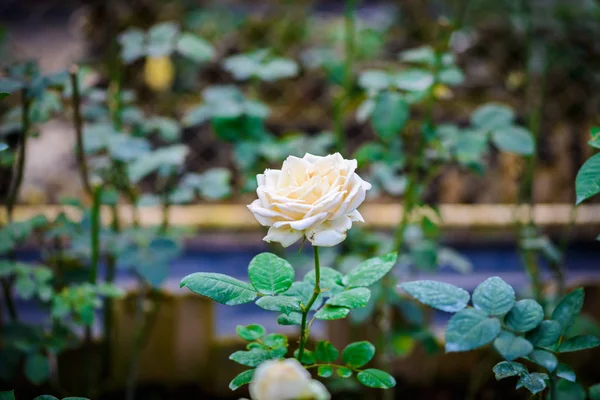 Rosa con boccioli in un romantico giardino fiorito . — Foto Stock