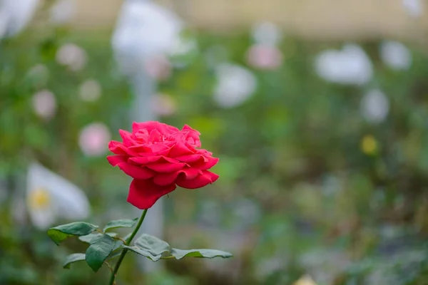 Rosa com botões em um jardim de flores romântico . — Fotografia de Stock