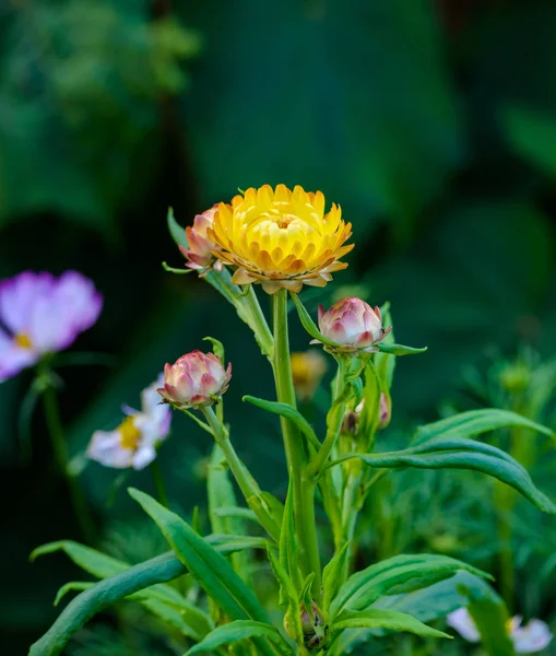 Rhodanthe chlorocephala rosea, helipterum roseum, everlasting Da — Stock Photo, Image