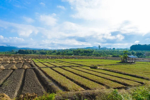 新鮮な成長する農業野菜の風景を見る — ストック写真