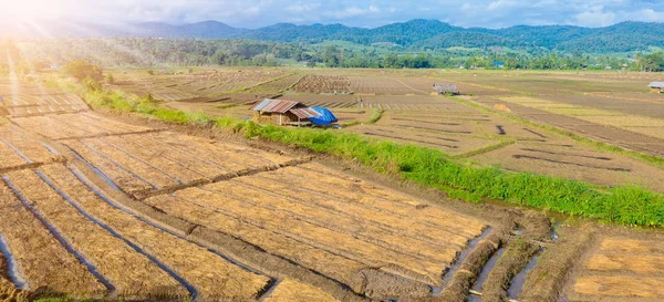 新鮮な成長する農業野菜の風景を見る — ストック写真