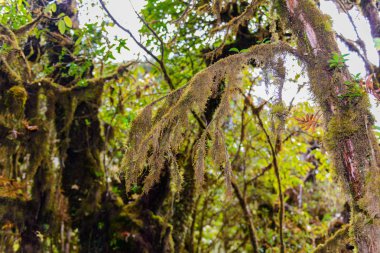 Moss Ang Ka Luang doğa iz içinde ağaçta bir yağmur ormanı Chiang Mai, Tayland en yüksek Doi Inthanon Milli Park içinde eğitim bir doğa iz olduğunu. fotoğrafçı ve turistler için çok popüler. Doğal ve seyahat kavramı.
