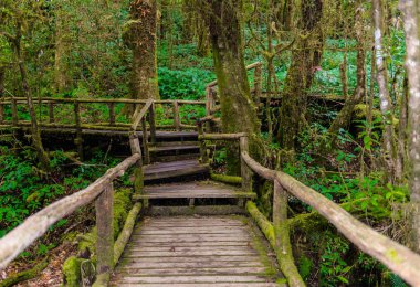 Ang Ka Luang doğa iz eğitim bir doğa iz içinde Chiang Mai, Tayland en yüksek Doi Inthanon Ulusal Park'ta bir yağmur ormanı var. fotoğrafçı ve turistler için çok popüler. Doğal ve seyahat kavramı.