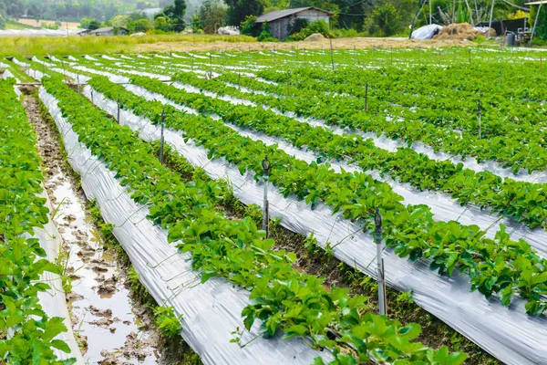 Preparation of soil for Strawberry cultivation, Strawberry field partially covered with white fleece, Agricultural fleece on field, Rows with strawberry plants, Fruit production at Chiang Mai, Thailand.