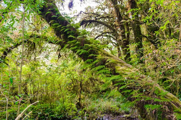Moss, ecek Fern ağacında Ang Ka Luang doğa iz içinde ağaçta bir yağmur ormanı Chiang Mai, Tayland en yüksek Doi Inthanon Milli Park içinde eğitim bir doğa iz olduğunu. fotoğrafçı ve turistler için çok popüler. Doğal ve seyahat Conce