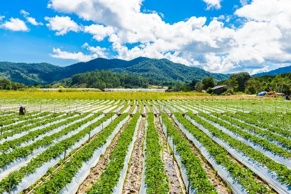 Voorbereiding Van Bodem Voor Aardbeien Teelt Strawberry Veld Gedeeltelijk Bedekt Rechtenvrije Stockfoto's