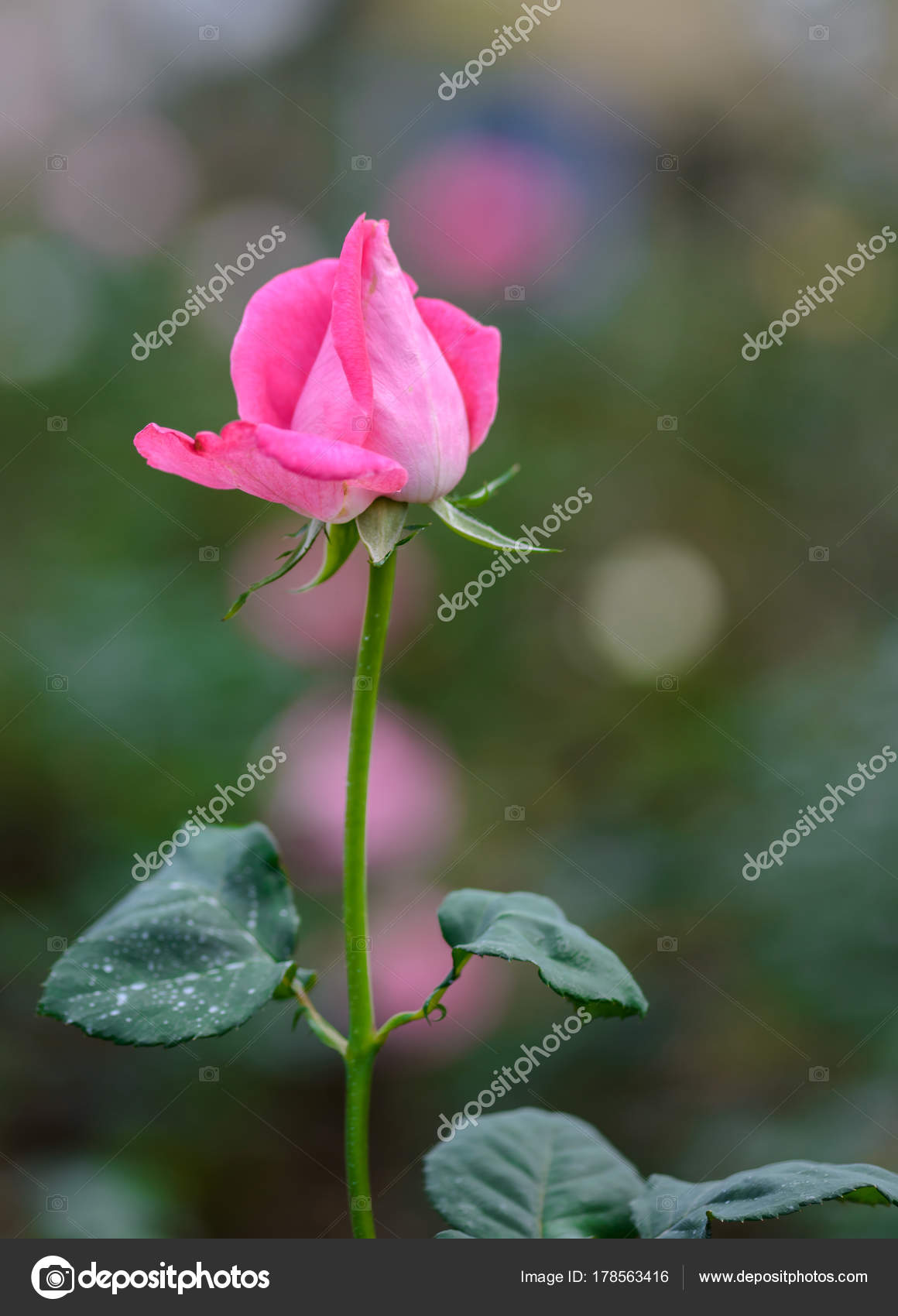 Rose With Buds In A Romantic Flower Garden Stock Photo