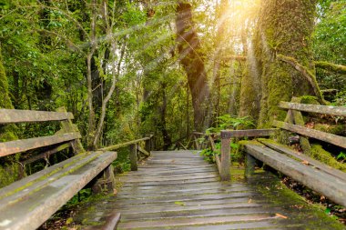 Ang Ka Luang doğa iz eğitim bir doğa iz içinde Chiang Mai, Tayland en yüksek Doi Inthanon Ulusal Park'ta bir yağmur ormanı var. fotoğrafçı ve turistler için çok popüler. Doğal ve seyahat kavramı.