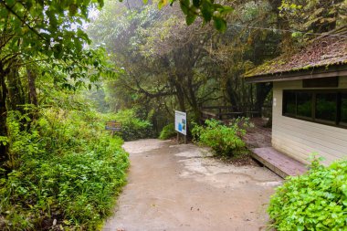 Ang Ka Luang doğa iz eğitim bir doğa iz içinde Chiang Mai, Tayland en yüksek Doi Inthanon Ulusal Park'ta bir yağmur ormanı var. fotoğrafçı ve turistler için çok popüler. Doğal ve seyahat kavramı.