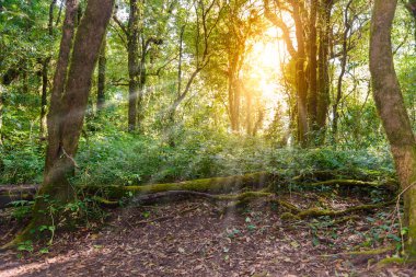 Kew Mae Pan Trekking doğa iz iz derin tropikal yağmur ormanları orman manzara ile lider. Seyahat arka plan kew mae pan Doi Inthanon Park, chiang mai, Tayland