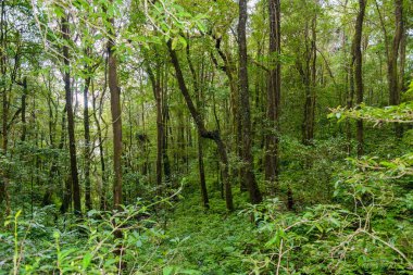 Kew Mae Pan Trekking doğa iz iz derin tropikal yağmur ormanları orman manzara ile lider. Seyahat arka plan kew mae pan Doi Inthanon Park, chiang mai, Tayland