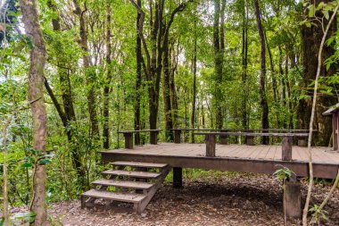 Derin tropikal yağmur ormanlarının orman manzara ile önde gelen Kew Mae Pan Doğa Trail Trekking izi kırılma noktası. Kew mae pan Doi Inthanon Park, chiang mai, Tayland seyahat arka plan