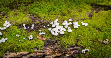 Yosun ve derin tropikal yağmur ormanları orman manzara ile önde gelen Kew Mae Pan Trekking doğa iz iz günlüklerinde üzerinde yabani mantar. Seyahat arka plan kew mae pan Doi Inthanon Park, chiang mai, Tayland