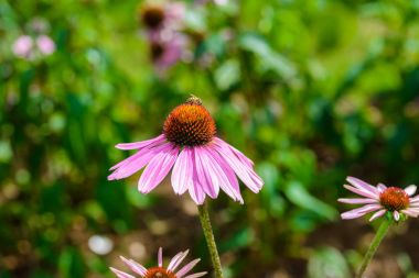 Bal arısı Royal tarım istasyonu Angkhang Chaing Mai Tayland çekmek için popüler bir bitki coneflower (Echinacea purpurea) mor