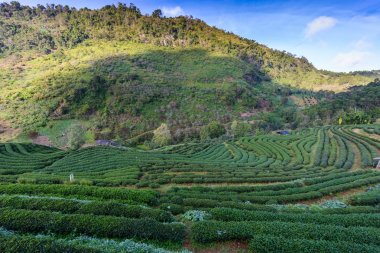 Manzara çay Ekim 2000 Doi Ang Khang, Chaing Mai, Tayland