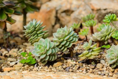 Echeveria / Echeveria çiçekli bitkiler sera Crassulaceae ailesinde büyük bir cins