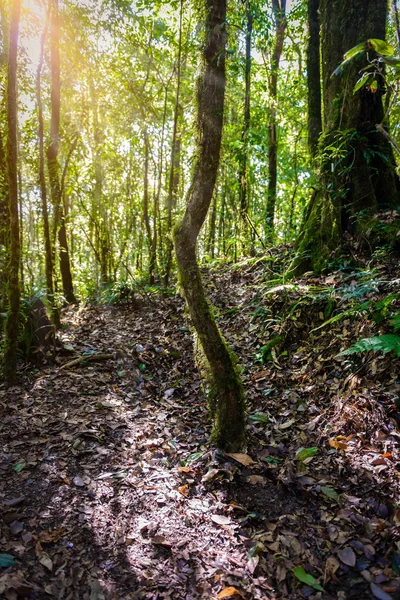 Kew パン自然歩道トレッキング トレイルの深い熱帯雨林のジャングルの風景を介してリードします 旅行バック グラウンド キューでメイ インタノン公園 チェンマイ — ストック写真