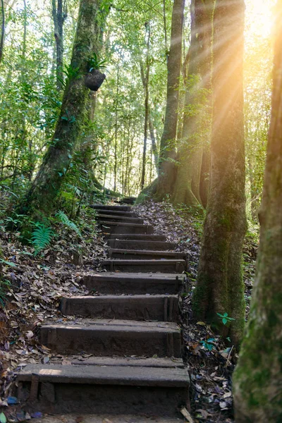 Kew パン自然歩道トレッキング トレイルの深い熱帯雨林のジャングルの風景を介してリードします 旅行バック グラウンド キューでメイ インタノン公園 チェンマイ — ストック写真